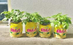 おおきくなあれ！じゃがいも達！