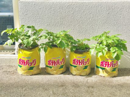 おおきくなあれ！じゃがいも達！